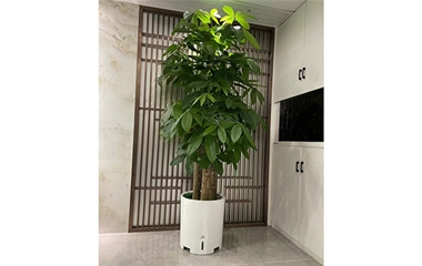 室內租擺